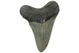 Serrated, Fossil Megalodon Tooth - North Carolina #307273-1